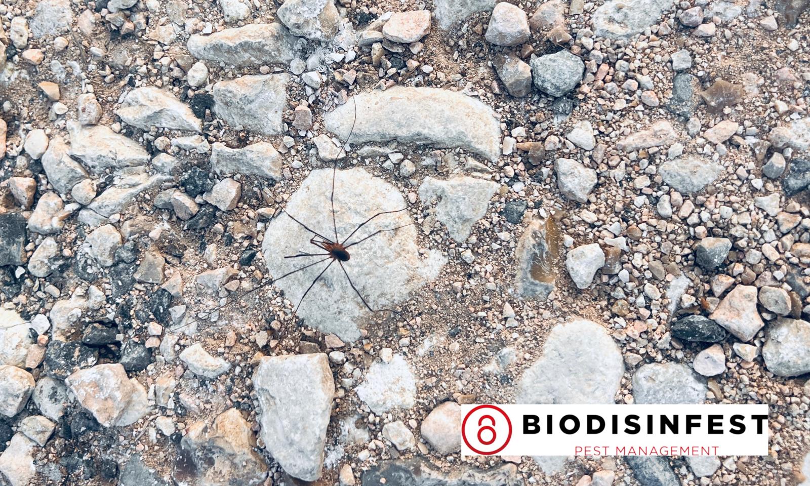 Il viaggiatore dalle zampe infinite: la storia curiosa dell’opilione nelle colline di Cazzano di Tramigna